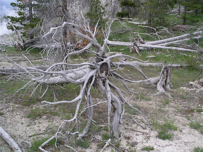 images/K- die tree.jpg